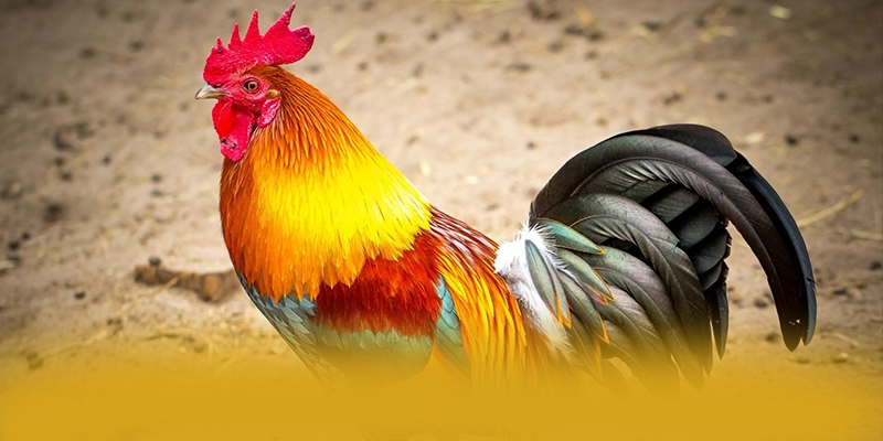 Đánh giá từ thành viên đã trải nghiệm về [THUONG_HIEU]