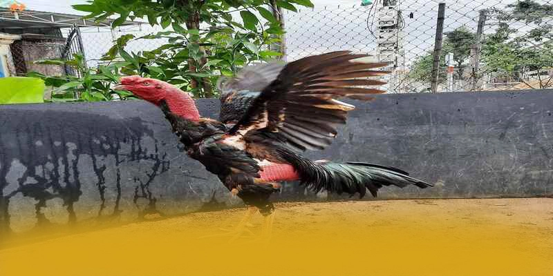 [THUONG_HIEU] - Sân chơi có danh mục game hấp dẫn 2026