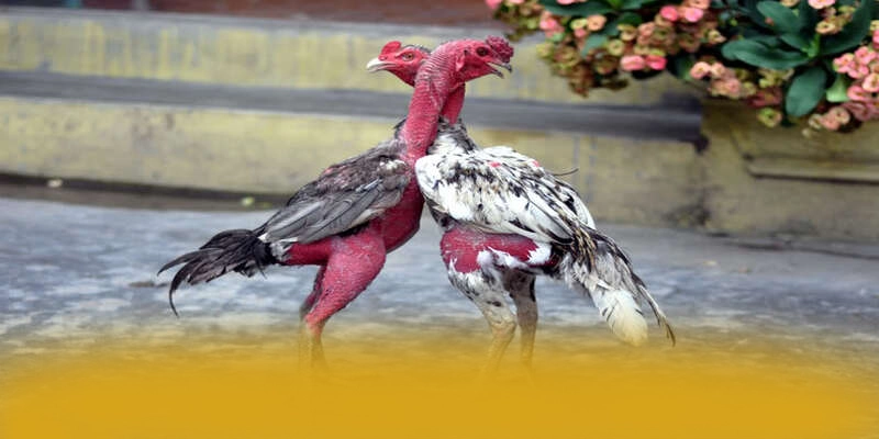 Độ tin cậy tài khoản tại SUNWIN